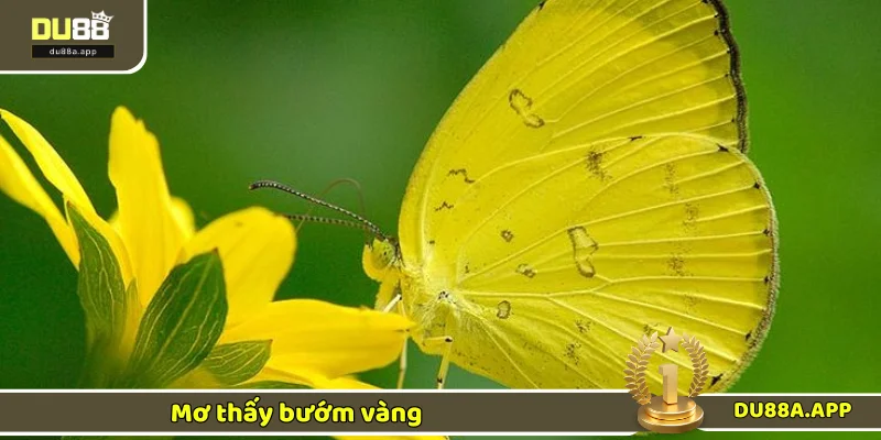 Ngủ Mơ Thấy Buớm - Điềm Báo Và Bộ Số Đổi Vận Cực Chuẩn 2 Điềm báo liên quan đến mộng điệp vàng