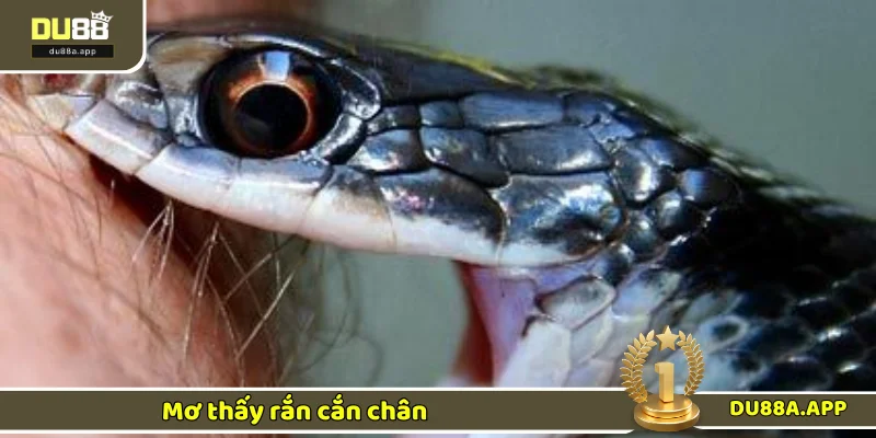 Mơ Thấy Rắn Cắn - Bật Mí Chiêm Bao Giải Mã Số Đẹp 2025 2 Thông điệp của chiêm bao thấy rắn cắn chân