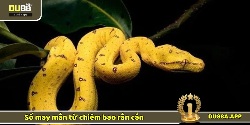 Mơ Thấy Rắn Cắn - Bật Mí Chiêm Bao Giải Mã Số Đẹp 2025 3 Lý giải con số đẹp phía sau giấc mộng